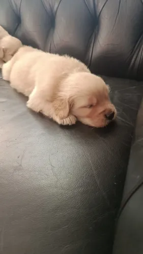 Golden Retriever 