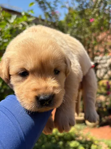 Golden retriever