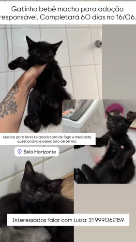 Gato para adoção responsável 