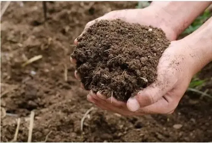 Esterco bovino curtido pronto para usar nas suas plantas, jardim, horta, vasos e outros 