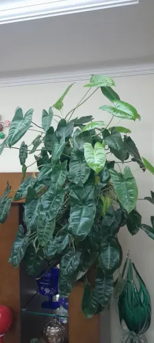 Planta