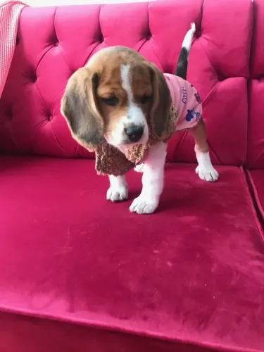 Beagle Filhotinho lindo e fofo para quem procura um amigo