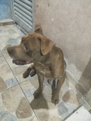 Doa-se Pitbull femea com 3 anos