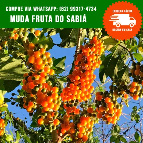 Muda de Fruta do Sabiá