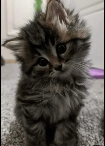 Maine Coon- na cor Brown Tabby: é o padrão rajado com tons de marrom, preto e dourado 