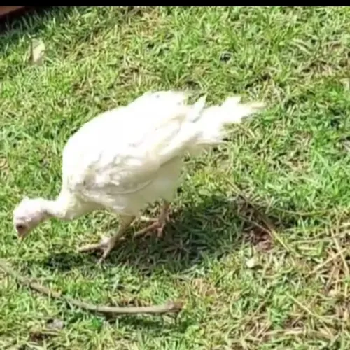 Pintinhos várias raças