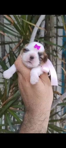 Shih Tzu fêmea do @amoranimalpatos