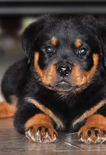 Filhote de Rottweiler para proteger sua famílias