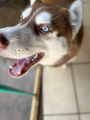 Husky siberiano