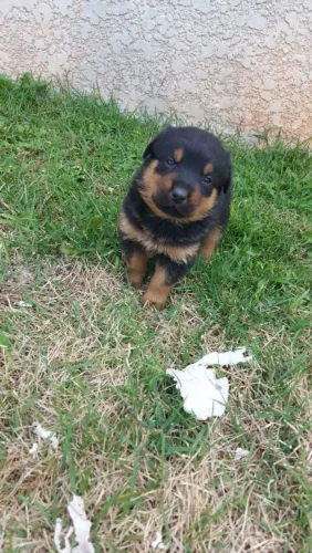 Filhotinho Rottweiler, A Felicidade de Quatro Patas Que Faltava na Sua Vida!