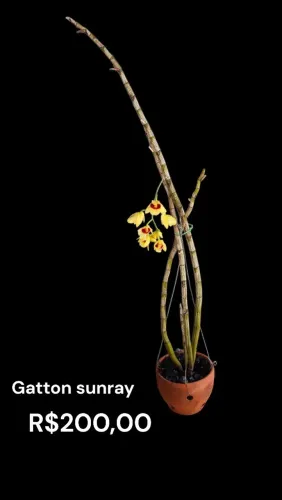 Orquídea Gatton sunray