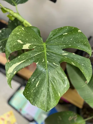 Monstera Thai Constellation (Costela de Adão 