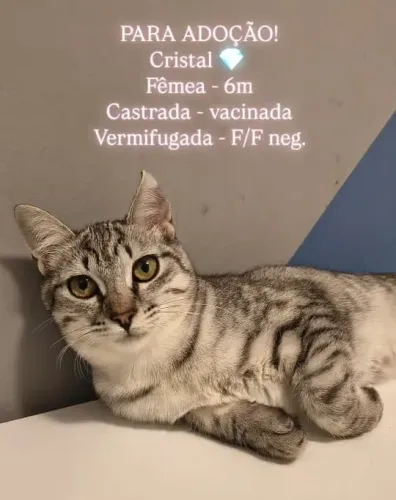 Cristal - 6 meses | Castrada, vacinada e pronta para um lar!