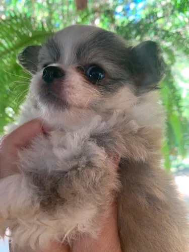Filhotes de chihuahua