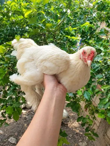 Galinha Brahma raciada