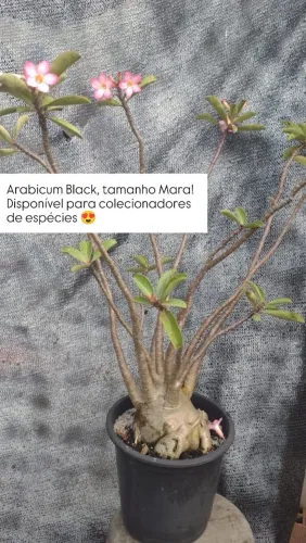 Rosa do deserto - arabicum Black (grande )