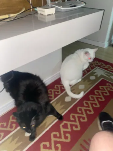 Doam- se 2 gatos 