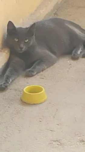 Doação Responsável de uma gatinha cinza.