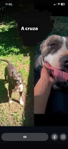 Filhotes pit bull
