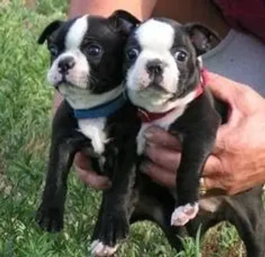 Boston Terrier