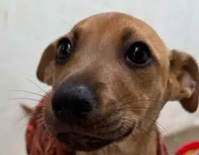 Doa - se filhote de cachorro 5 meses