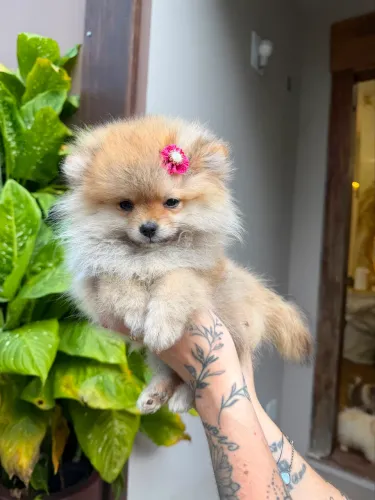 LULU DA POMERANIA