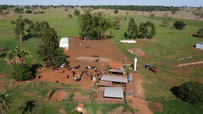 vendo fazenda em Araçatuba SP, 131. alqueires  25.000.000 total pecuária