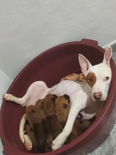 6 filhotes pra doação 5 fêmea e 1 marcho
