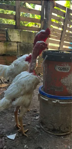 Polacos INDIO Gigantes