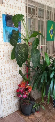 Plantas Diversas lote