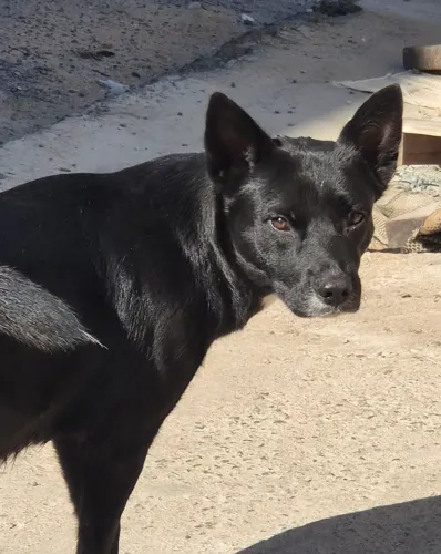 ADOTA-SE CACHORRO 