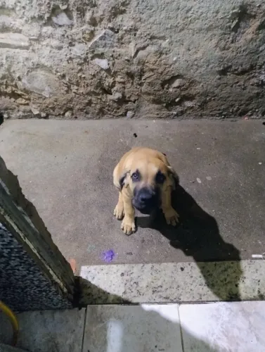 Fila brasileiro 