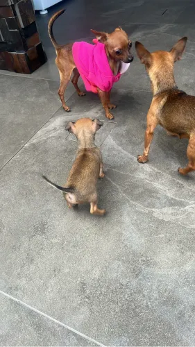 Disponível machinho de 45 dias 