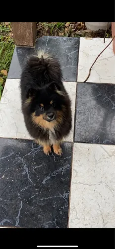 Lulu macho 6 meses