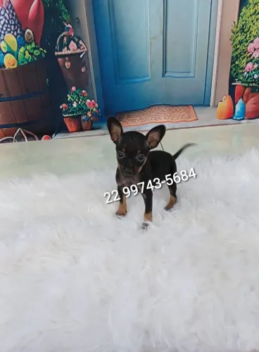 Pinscher miniatura machos