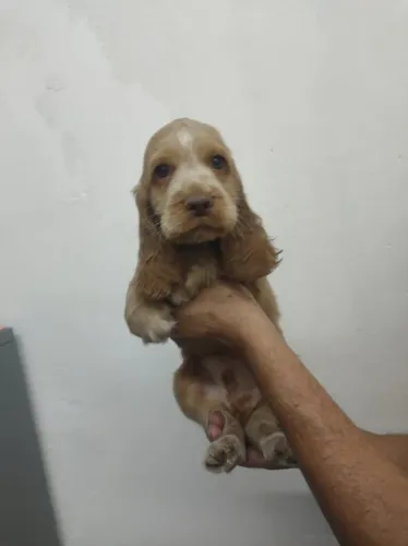 Cocker Spaniel Inglês macho dourado