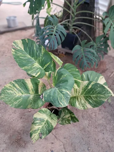 Planta