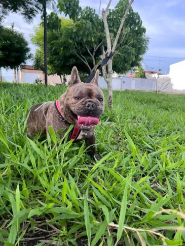 Buldogue Francês reprodutor #oportunidade