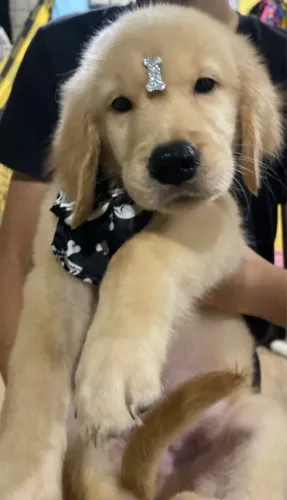 Golden retriever