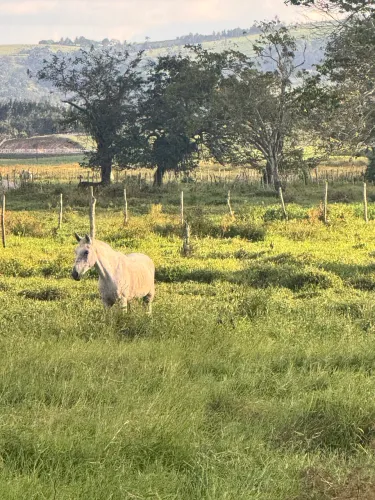 Égua baixeira, mansa mas passou muito tempo solta tem que ajeitar. Mas é bem mansa.