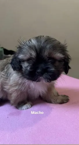 Shih tzu 