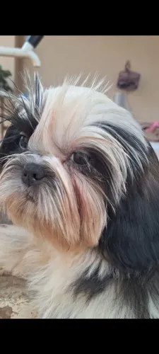 Shih-tzu macho top de linha