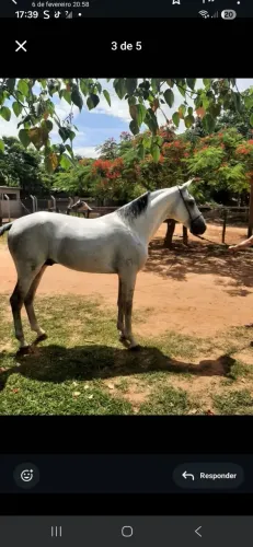 Cavalo 