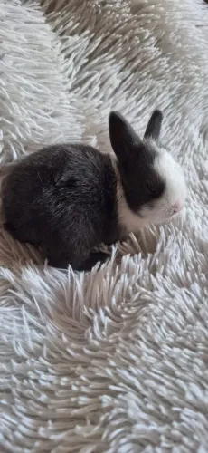 Filhotes de coelhinho Mini holandês Netherlands 