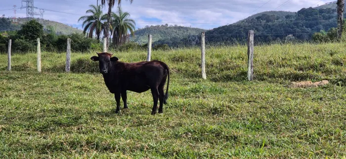 Mini vaca nova