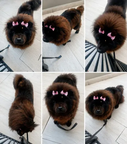 Chow Chow