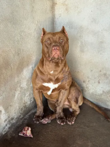 Pitbull para cruzar