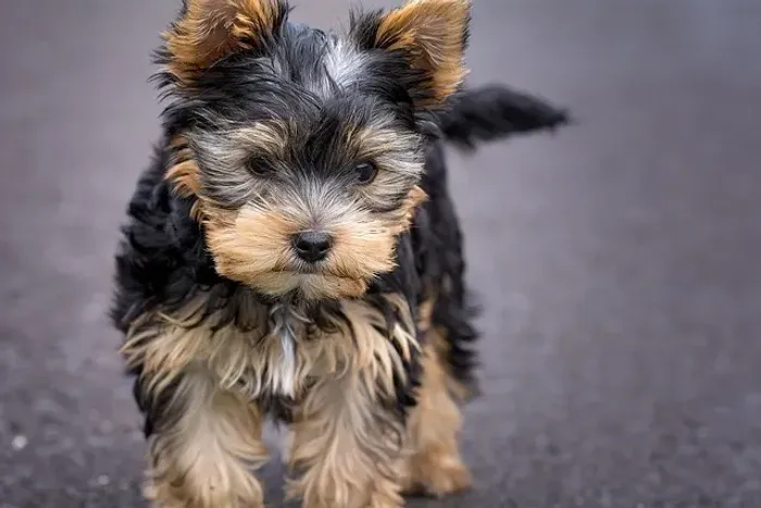 Filhote de Yorkshire Para Quem Ama Pequenos Cães Cheios de Charme