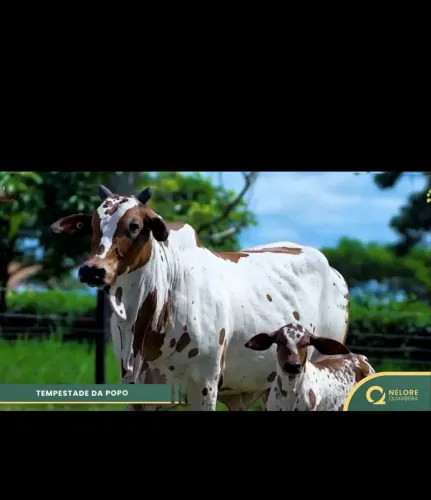 Vaca Nelore pintada registrada