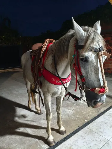 Cavalo de campo